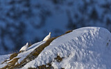 Image. Alpenschneehuhn