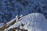 Image. Alpenschneehuhn