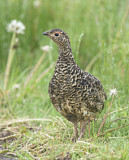 Image. Alpenschneehuhn
