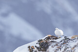 Image. Alpenschneehuhn