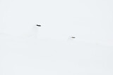 Image. Alpenschneehuhn