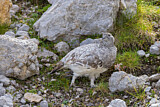 Image. Alpenschneehuhn