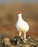 Image. Alpenschneehuhn