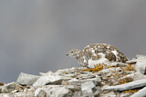 Image. Alpenschneehuhn