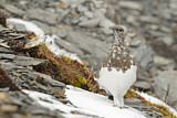 Image. Alpenschneehuhn