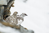 Image. Alpenschneehuhn