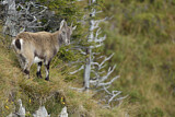 Image. Alpensteinbock