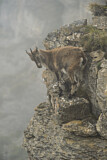 Image. Alpensteinbock
