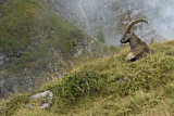 Image. Alpensteinbock