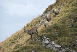 Image. Alpensteinbock