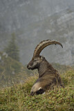 Image. Alpensteinbock