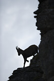Image. Alpensteinbock