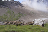 Image. Alpensteinbock