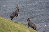 Image. Alpensteinbock