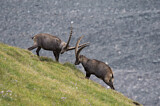 Image. Alpensteinbock