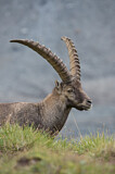 Image. Alpensteinbock