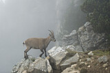 Image. Alpensteinbock