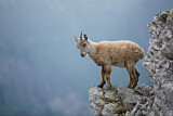 Image. Alpensteinbock