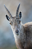 Image. Alpensteinbock