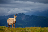 Image. Alpensteinbock