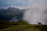 Image. Alpensteinbock