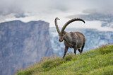 Image. Alpensteinbock