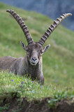 Image. Alpensteinbock