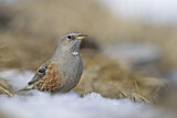 Image. Alpine Accentor