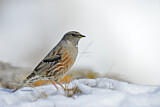 Image. Alpine Accentor