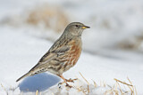 Image. Alpine Accentor