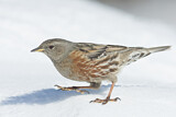 Image. Alpine Accentor