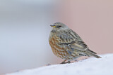 Image. Alpine Accentor