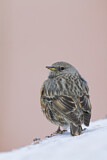 Image. Alpine Accentor