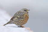 Image. Alpine Accentor