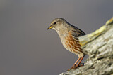 Image. Alpine Accentor