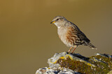 Image. Alpine Accentor