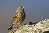Image. Alpine Accentor