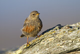 Image. Alpine Accentor