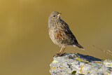 Image. Alpine Accentor