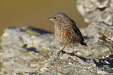 Image. Alpine Accentor