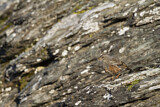 Image. Alpine Accentor