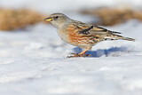Image. Alpine Accentor