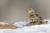 Image. Alpine Accentor