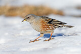 Image. Alpine Accentor