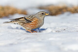 Image. Alpine Accentor