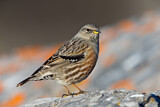 Image. Alpine Accentor
