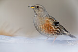Image. Alpine Accentor