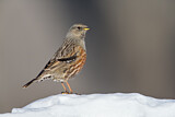 Image. Alpine Accentor