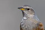Image. Alpine Accentor