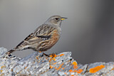 Image. Alpine Accentor